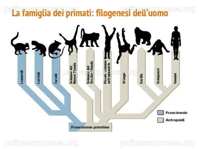 La scoperta di ‘Little Foot’: potrebbe rappresentare una nuova specie umana, affermano gli scienziati