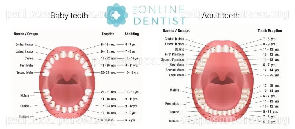 Perché abbiamo denti da latte e denti permanenti?